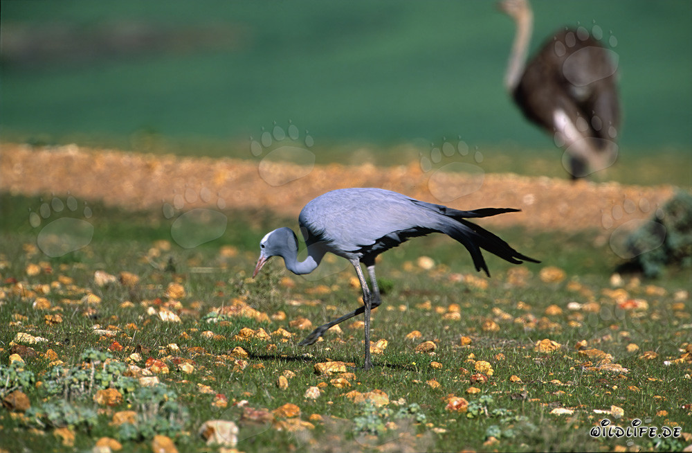 Grulla del Paraíso en busca de alimento en Sudáfrica