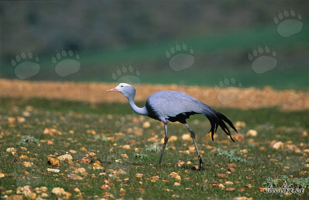 Blue Crane on rocky grass ground