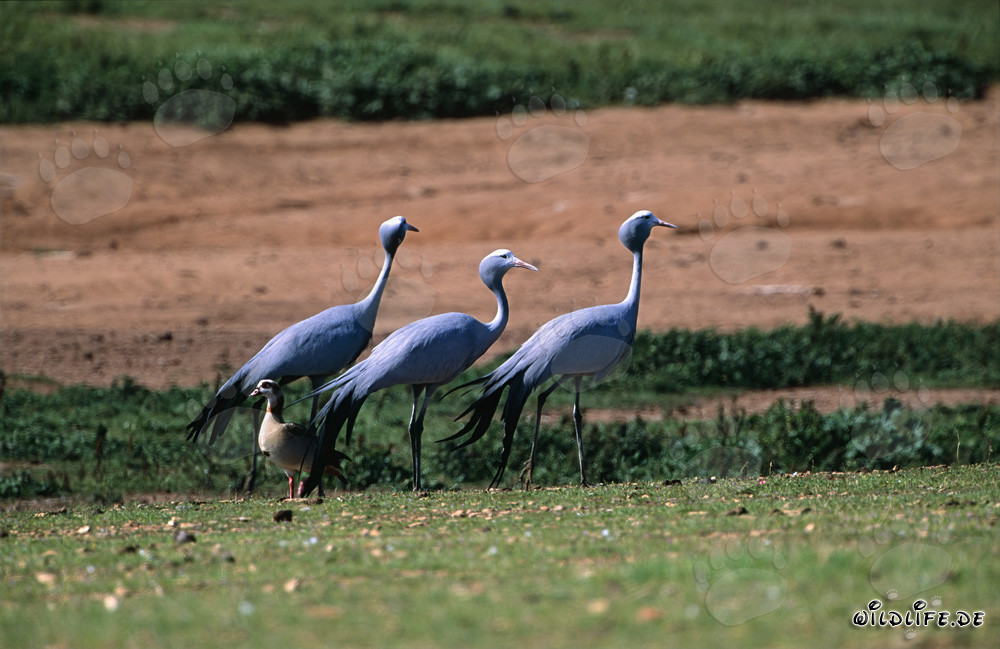 Majestic Blue Cranes in the Wild Nature of South Africa
