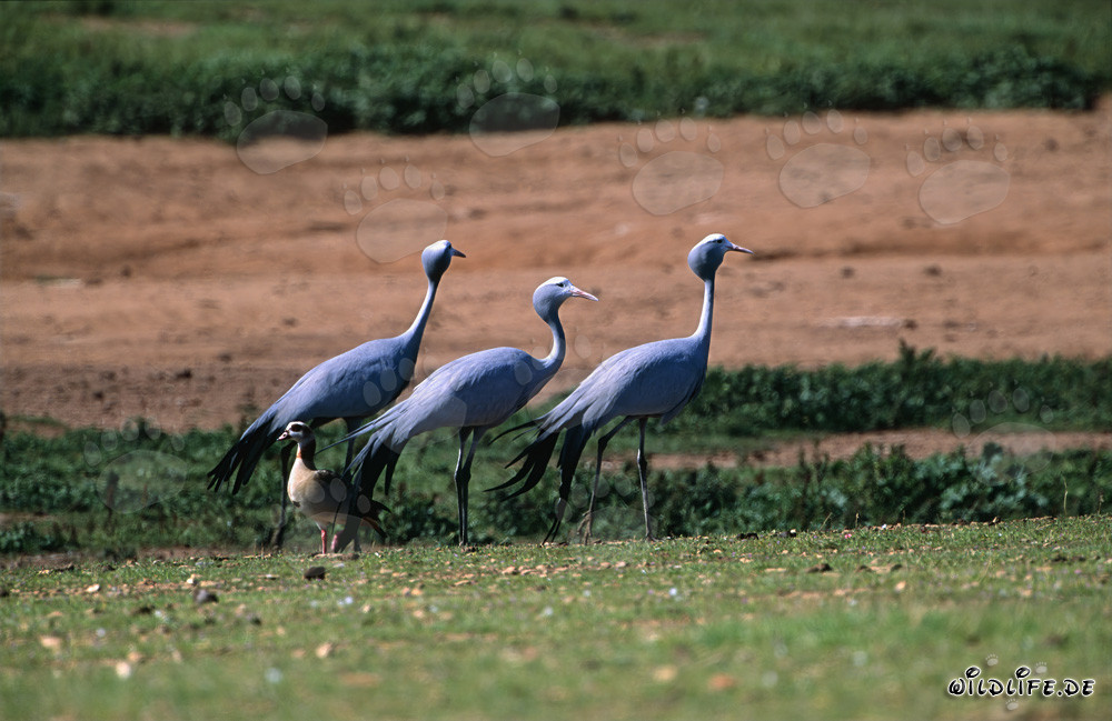 Gru paradisiache maestose nella natura selvaggia del Sud Africa
