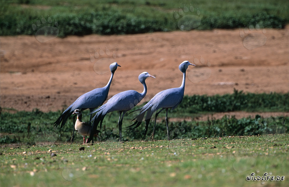 Grullas paraíso majestuosas en la naturaleza salvaje de Sudáfrica