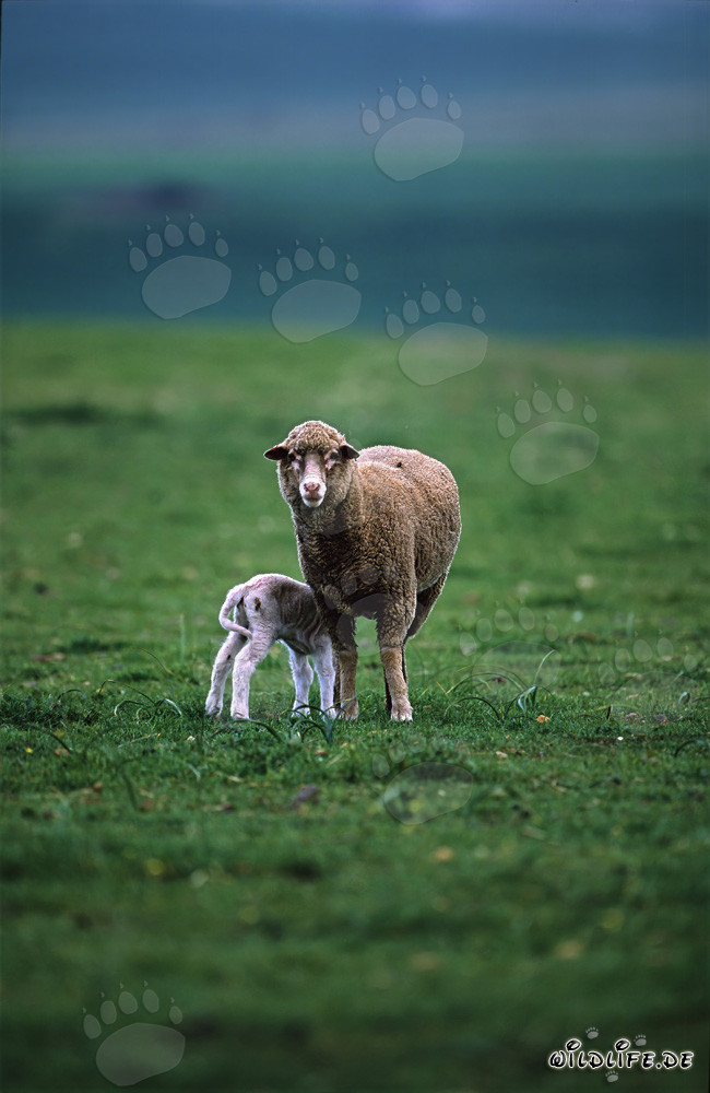 Merino Schaf