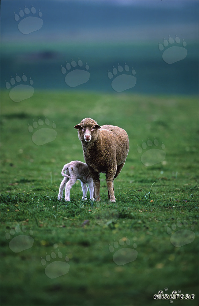 Merino Sheep with Lamb in the Picturesque Landscape of Overberg, South Africa