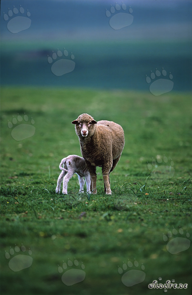 Pecora Merino con agnello nella pittoresca campagna di Overberg, Sudafrica