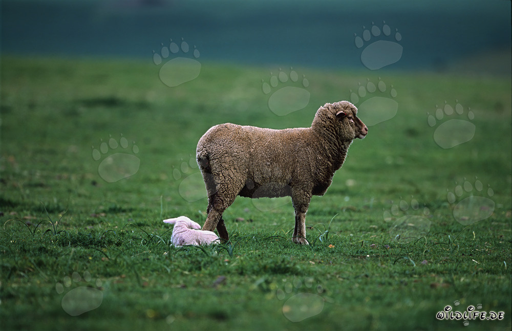 Merino Schaf