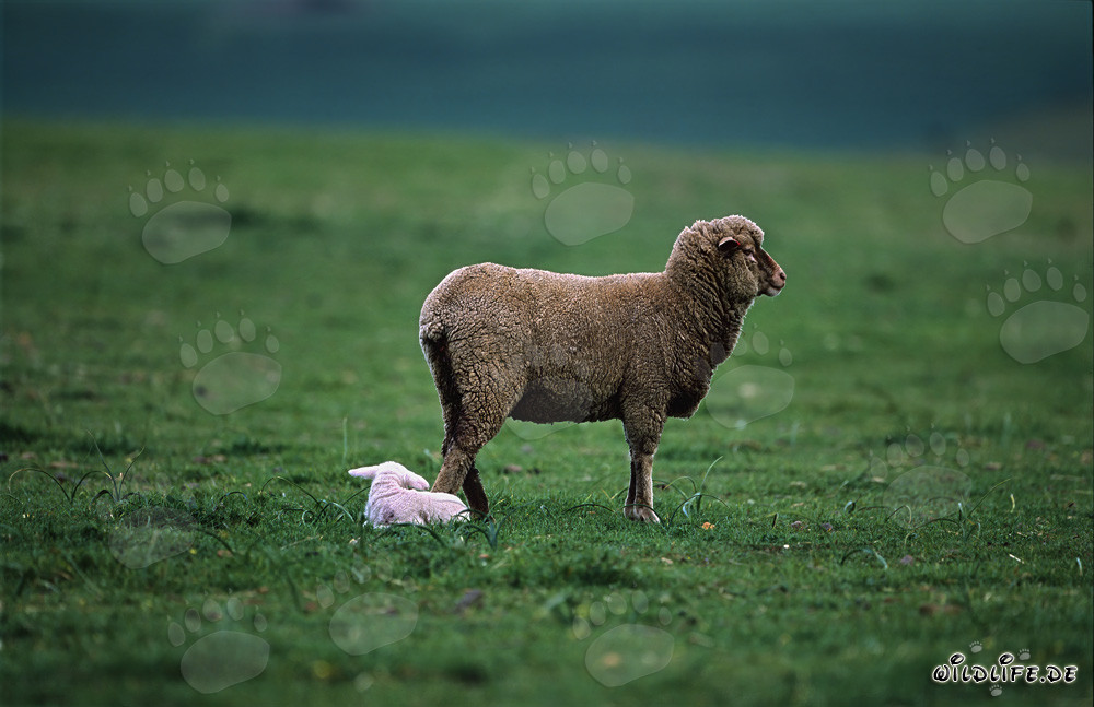 Merino sheep with lamb lying in idyllic landscape