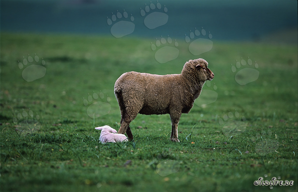 Pecora Merino con agnello in un paesaggio idilliaco