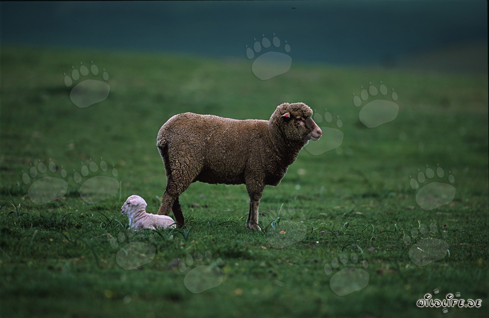 Merino Schaf