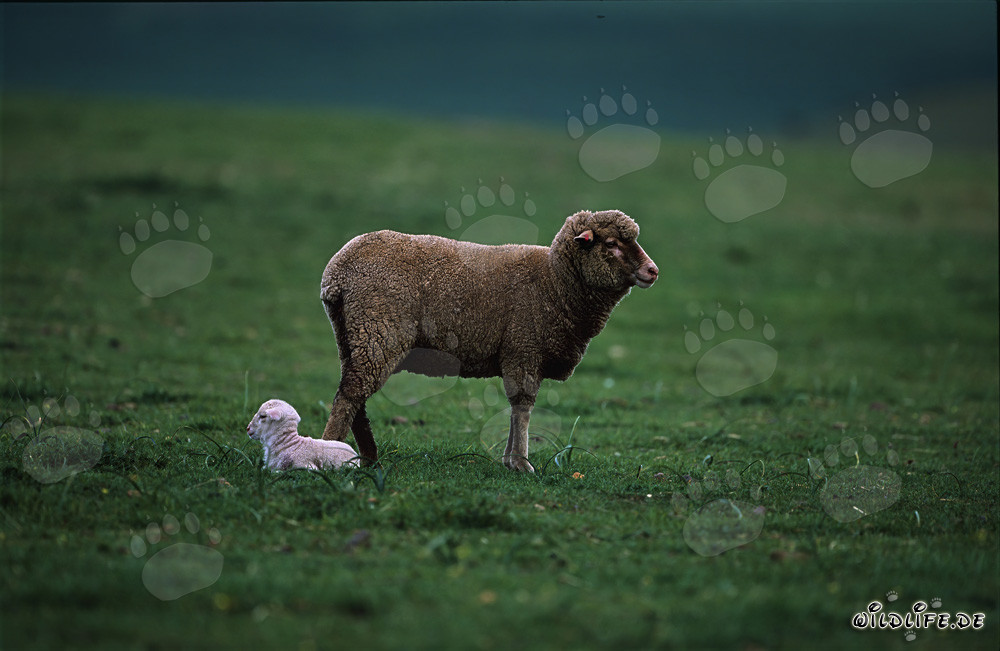 Idyllic Merino sheep with cute lamb on green pasture in the Cape Province, South Africa