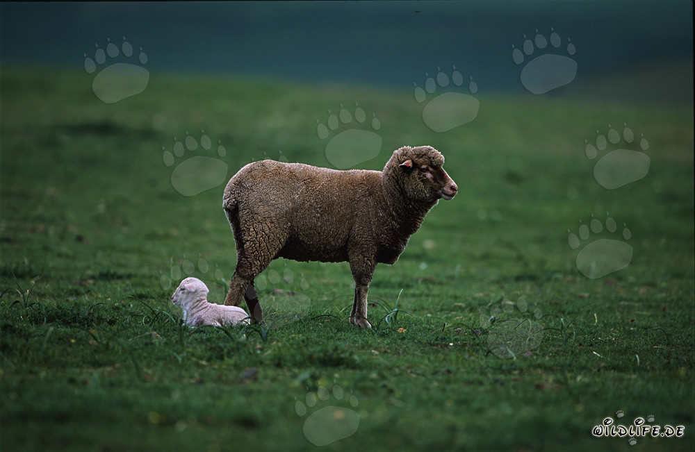 Idilliaca pecora Merino con un agnello carino su un prato verde nella Provincia del Capo, Sudafrica