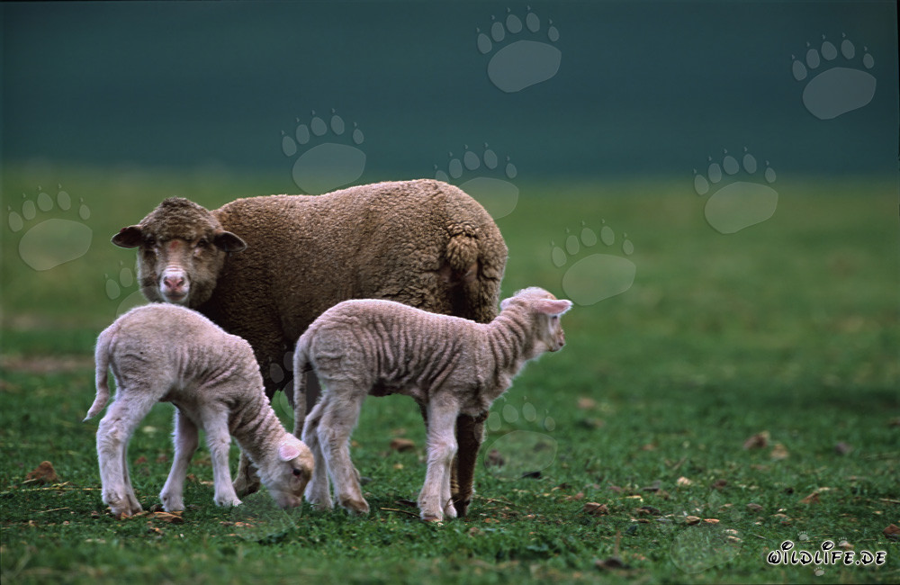 Gregge di pecore Merino idilliaco con adorabili agnelli su un prato verde