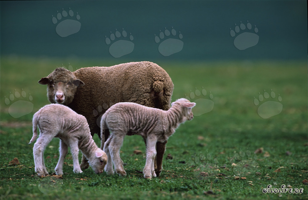 Merino Schaf