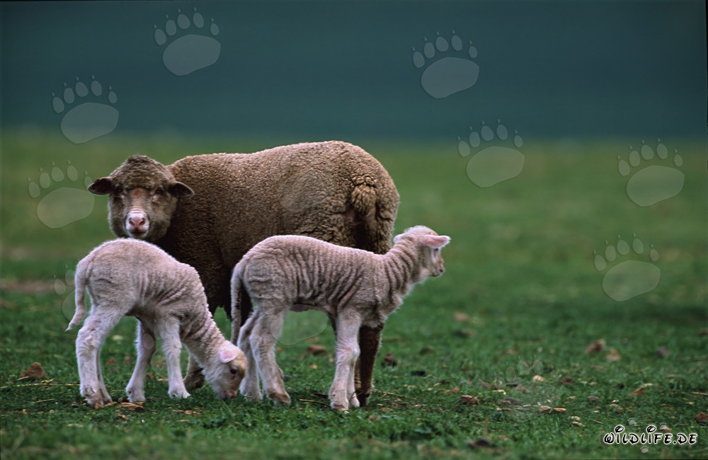 Idyllic Merino sheep herd with cute lambs on green pasture