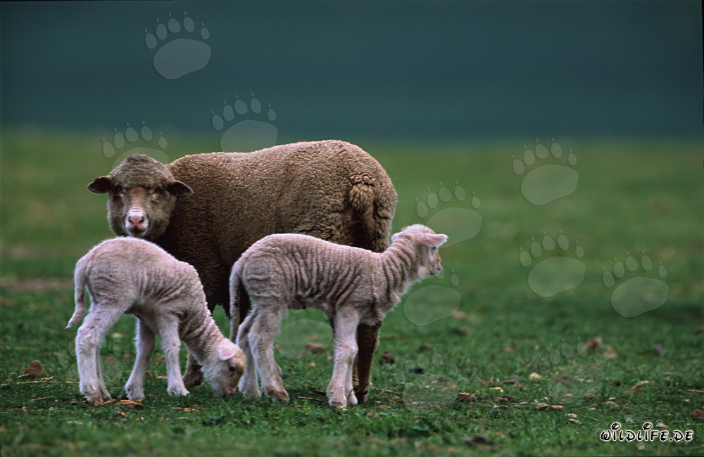 Rebaño idílico de ovejas Merino con adorables corderos en un prado verde