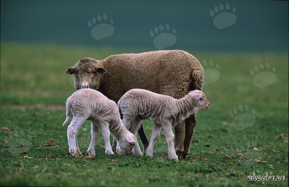 Merino Schaf