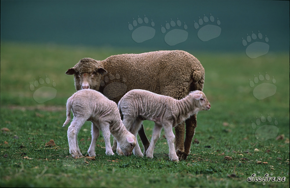 Merino sheep with lambs on a green pasture in South Africa
