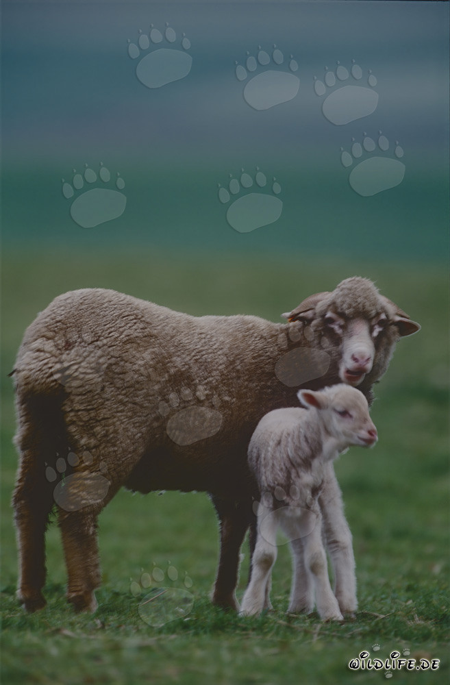 Merino Schaf