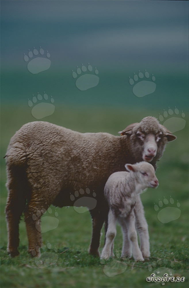 Attentive Merino sheep with cute lamb in the picturesque landscape of South Africa