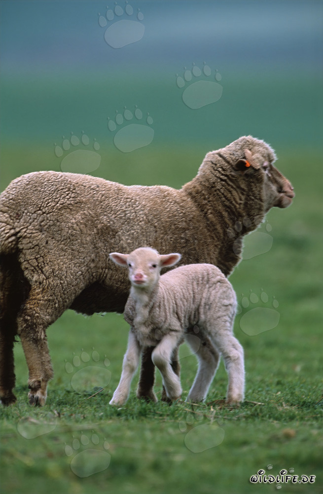 Merino Schaf