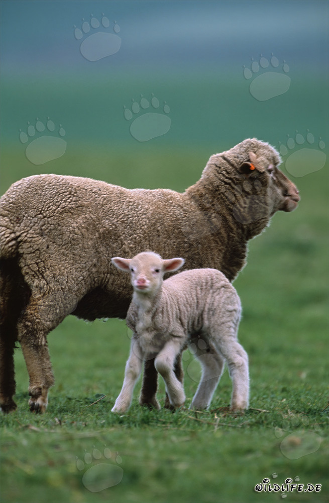 Mouton mérinos idyllique avec un agneau mignon sur un terrain de ferme pittoresque