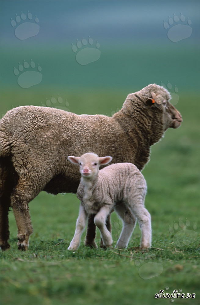 Idilliaca pecora merino con un tenero agnello in un pittoresco terreno agricolo