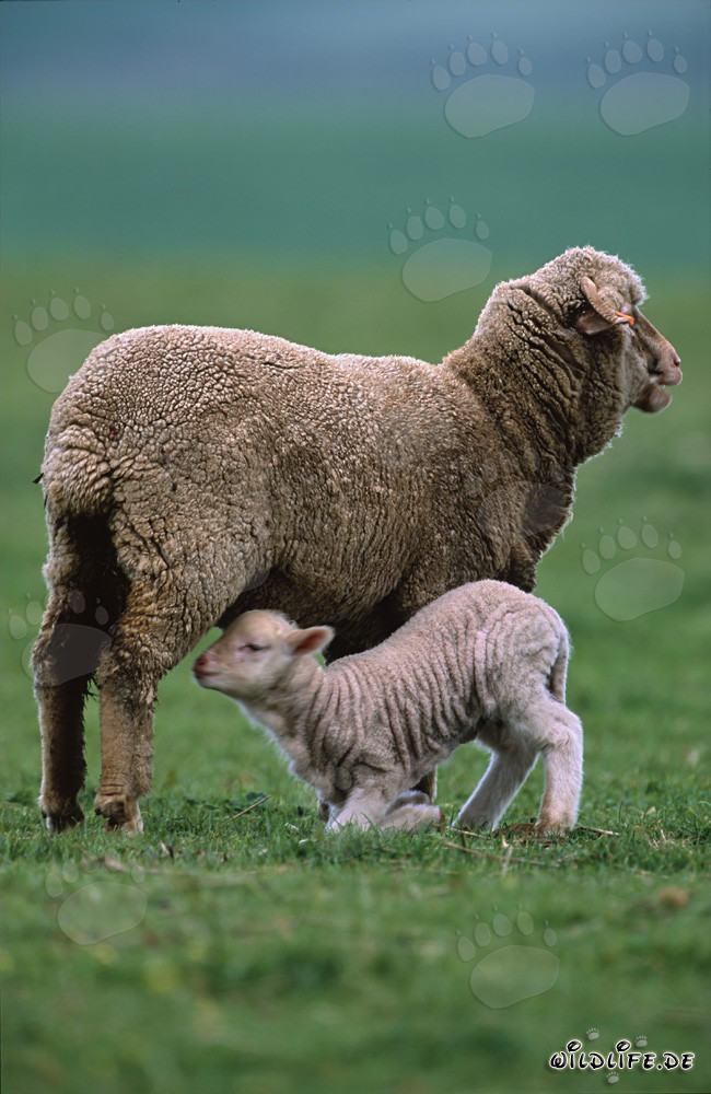 Merino Schaf