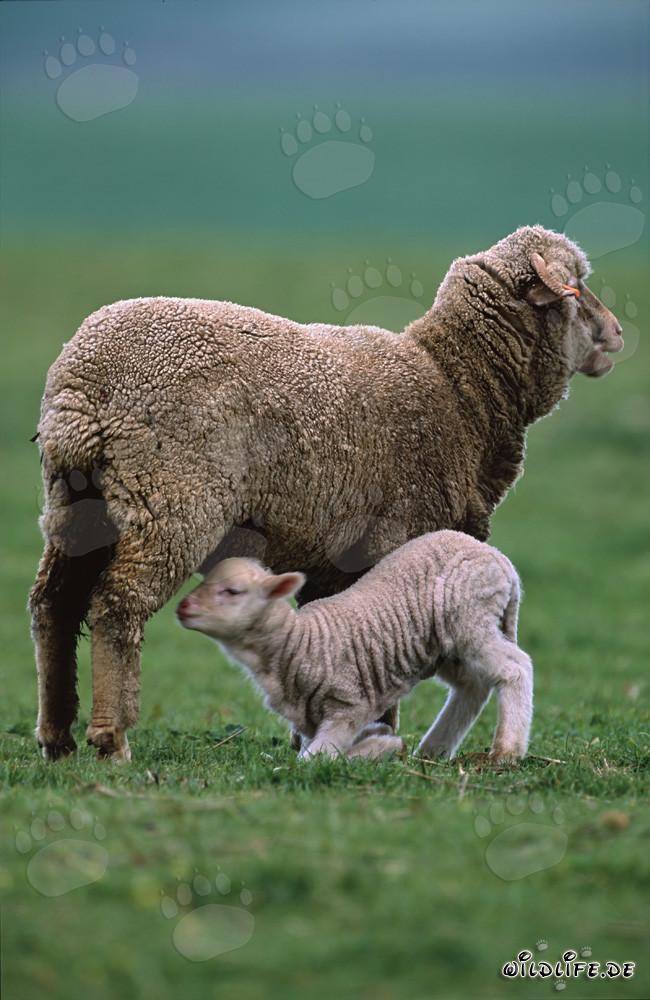 Idilliaca pecora merinos con un agnello carino nel pittoresco paesaggio del Sudafrica