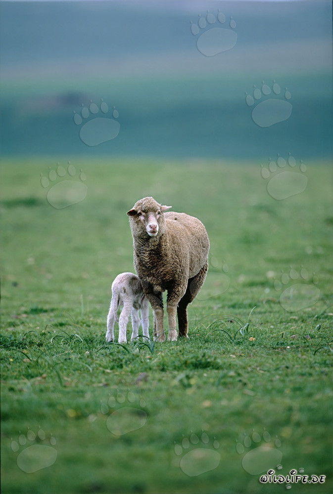 Merino Schaf