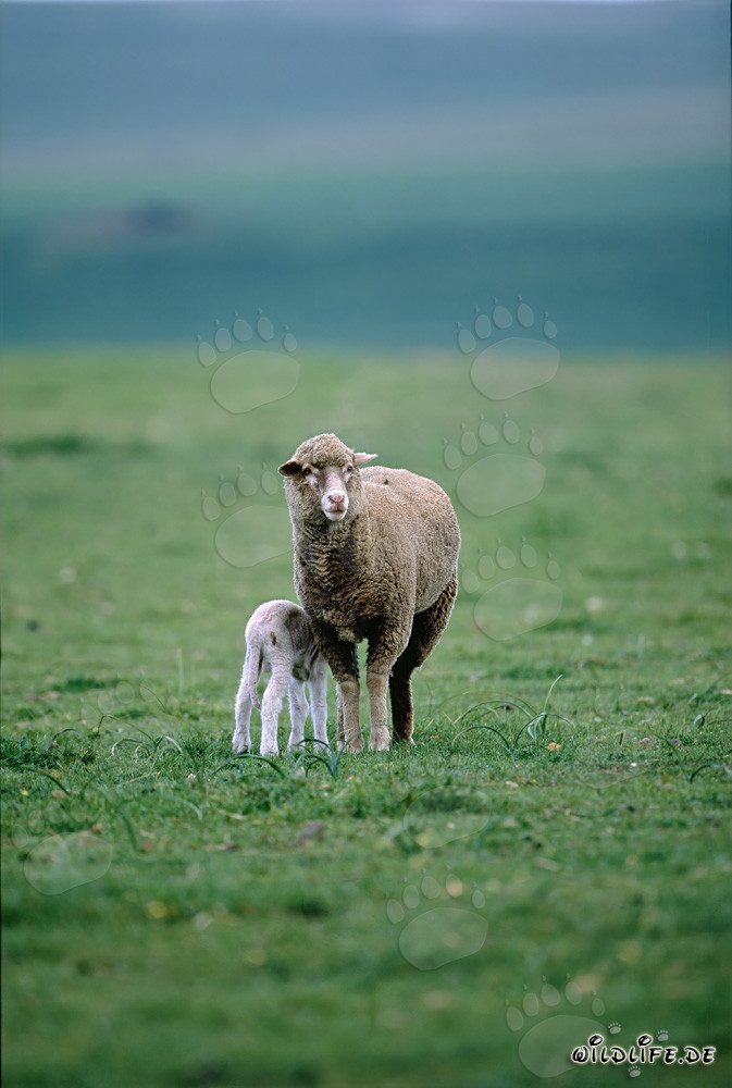 Merino sheep with grazing lamb in the idyllic landscape of South Africa