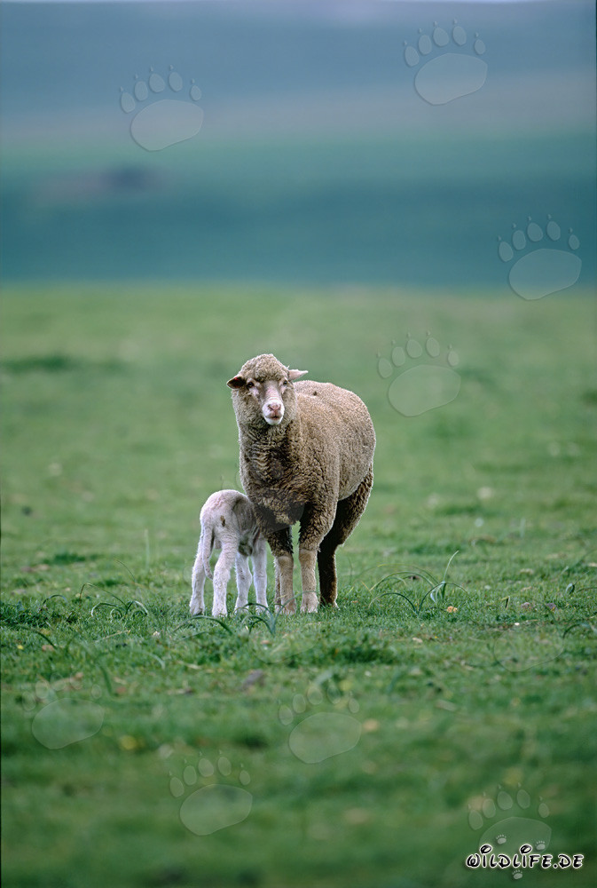 Pecora Merino con agnello al pascolo nell'idilliaco paesaggio sudafricano