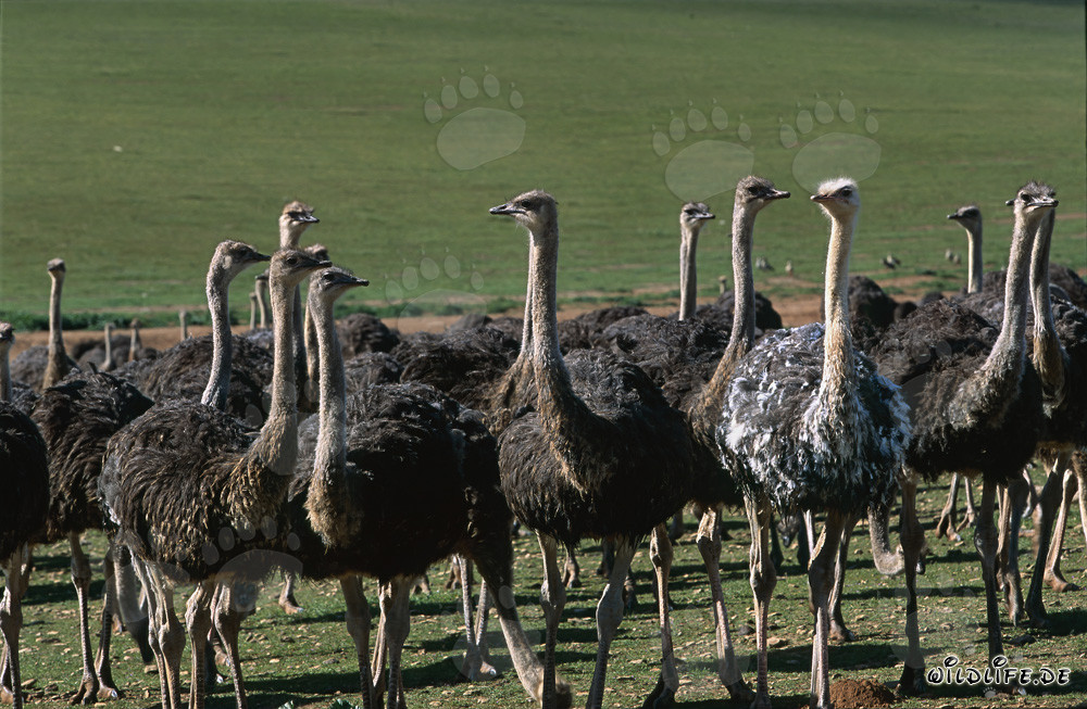 African Ostrich (Struthio camelus australis) on a Farm in the Overberg Region