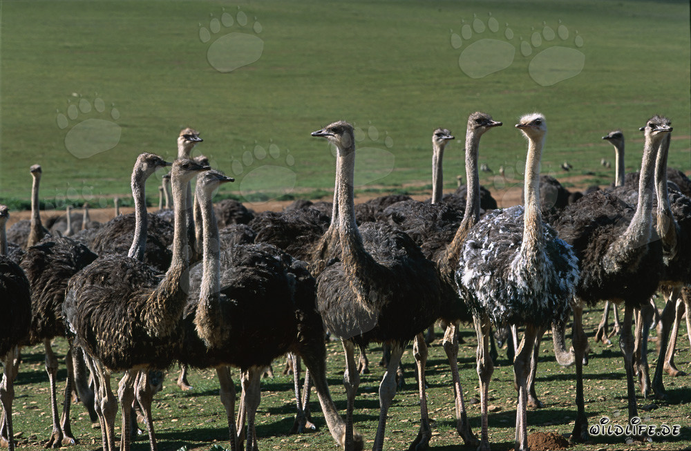Autruche d'Afrique (Struthio camelus australis) dans une ferme de la région de l'Overberg