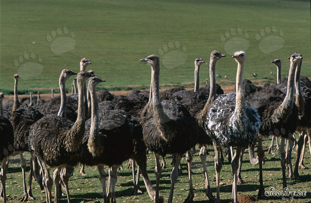 Avestruz africano (Struthio camelus australis) en una granja en la región de Overberg