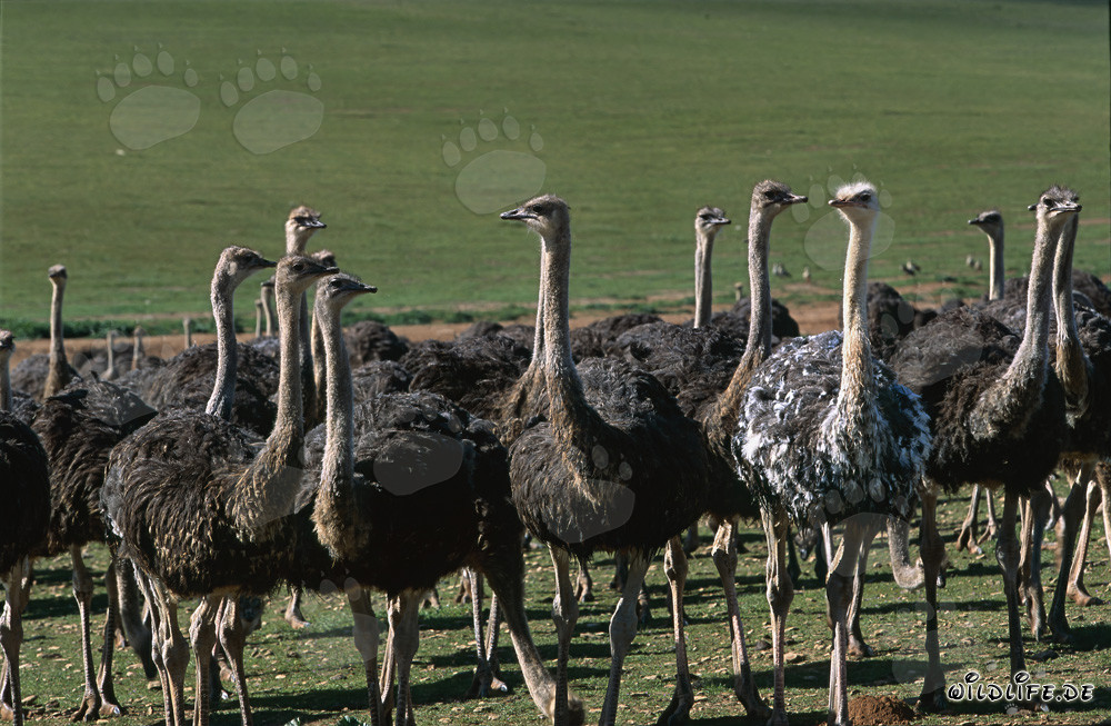 Struzzo africano (Struthio camelus australis) in una fattoria nella regione di Overberg