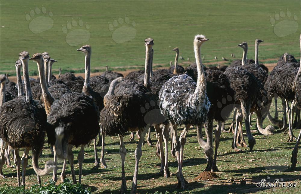 African Ostrich (Struthio camelus australis) on a farm in the Cape Province, South Africa