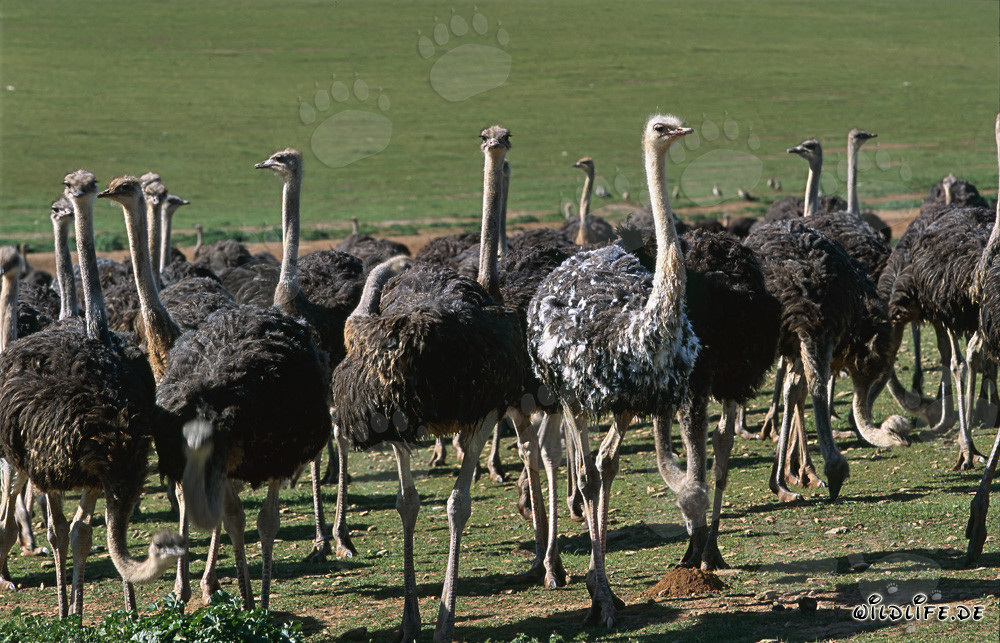 Afrikanischer Strauß (Struthio camelus australis) auf einer Farm in der Kap-Provinz, Südafrika