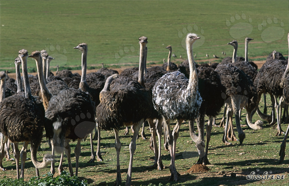 Autruche africaine (Struthio camelus australis) dans une ferme de la province du Cap, Afrique du Sud
