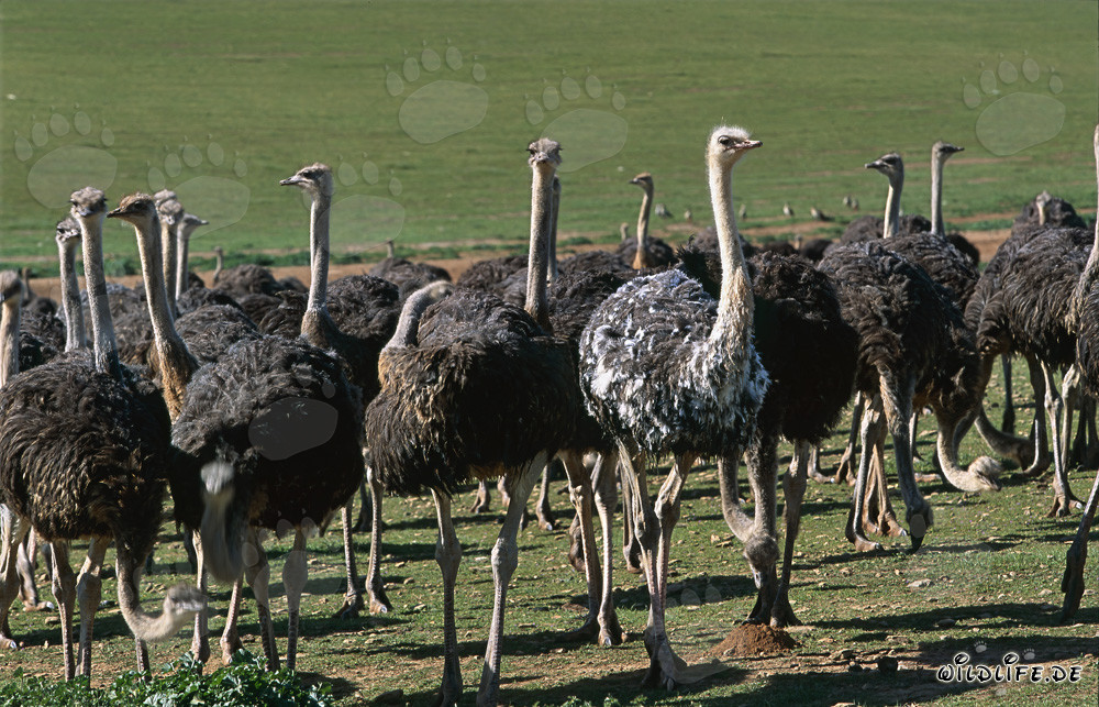 Avestruz africana (Struthio camelus australis) en una granja en la provincia del Cabo, Sudáfrica