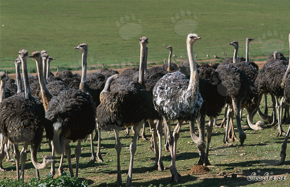 Struzzo africano (Struthio camelus australis) in una fattoria nella provincia del Capo, Sudafrica