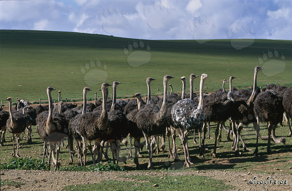 Avestruces majestuosas en una granja en el amplio paisaje de Sudáfrica