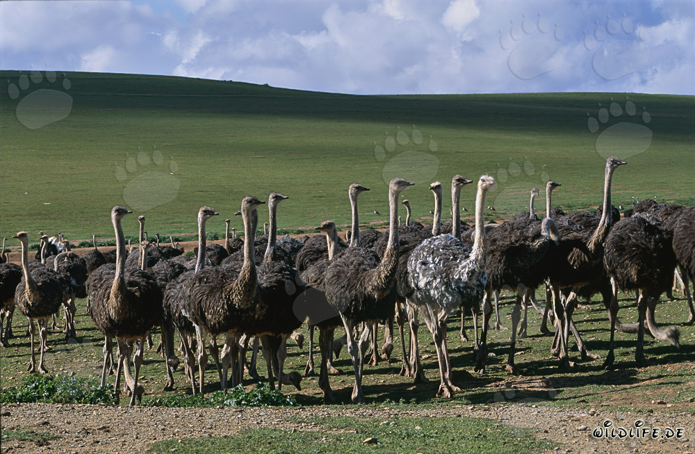 Majestic ostriches on a farm in the vast landscape of South Africa