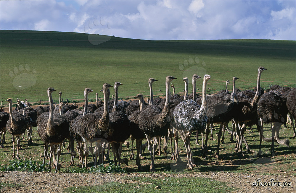 Majestätische Strauße auf einer Farm in der weiten Landschaft Südafrikas