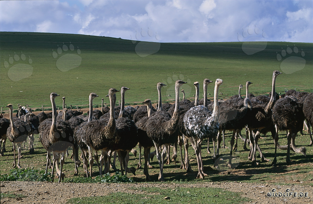 Autruches majestueuses dans une ferme au vaste paysage sud-africain