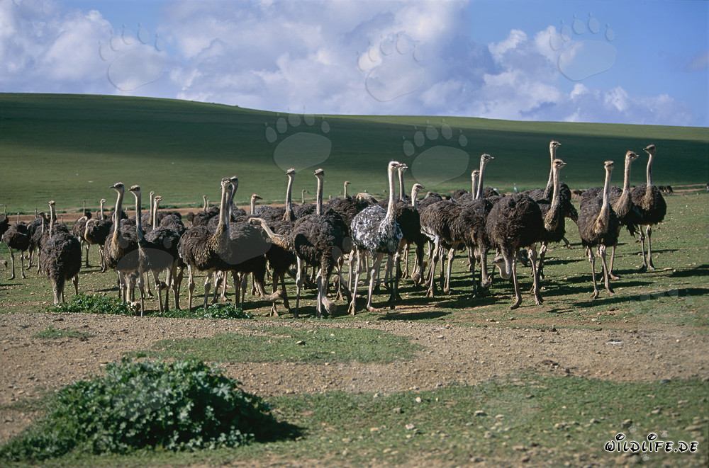 African Ostrich on an Ostrich Farm in Cape Province, South Africa