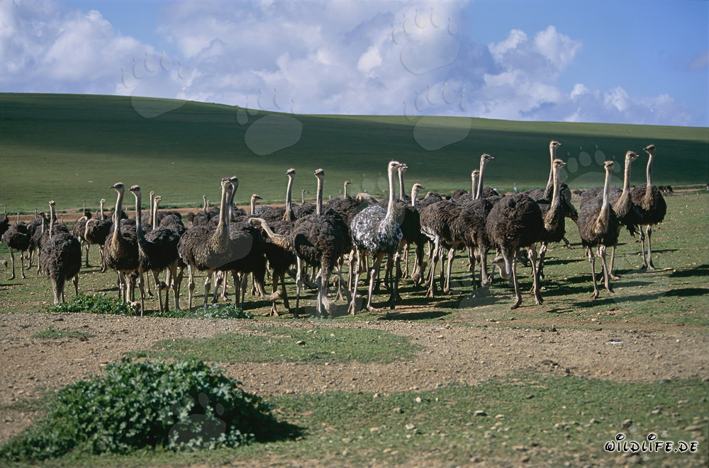 Autruche africaine dans une ferme d'autruches dans la province du Cap, Afrique du Sud