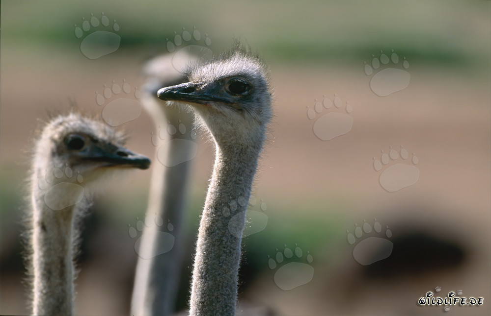 Gemeinsame Besprechung der Strauße (Struthio camelus australis)