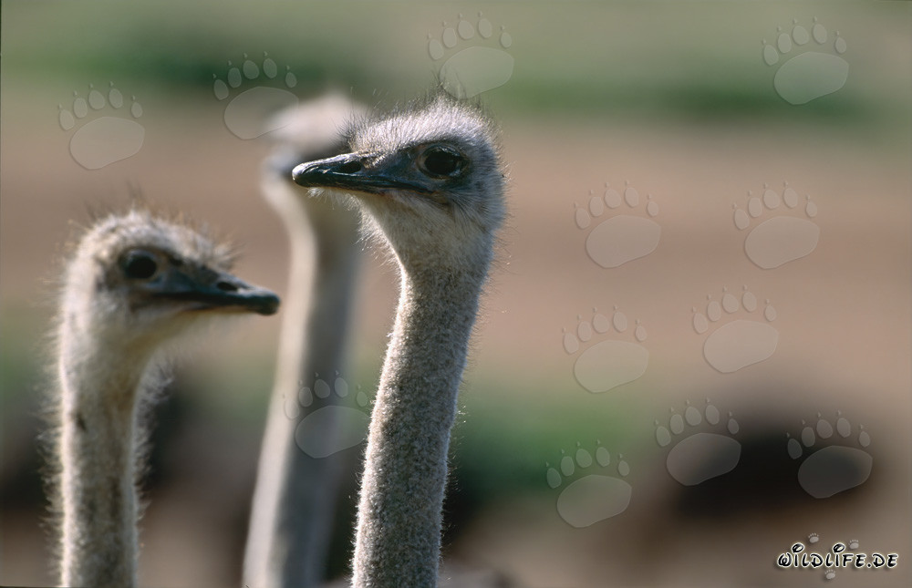 Réunion commune des autruches (Struthio camelus australis)