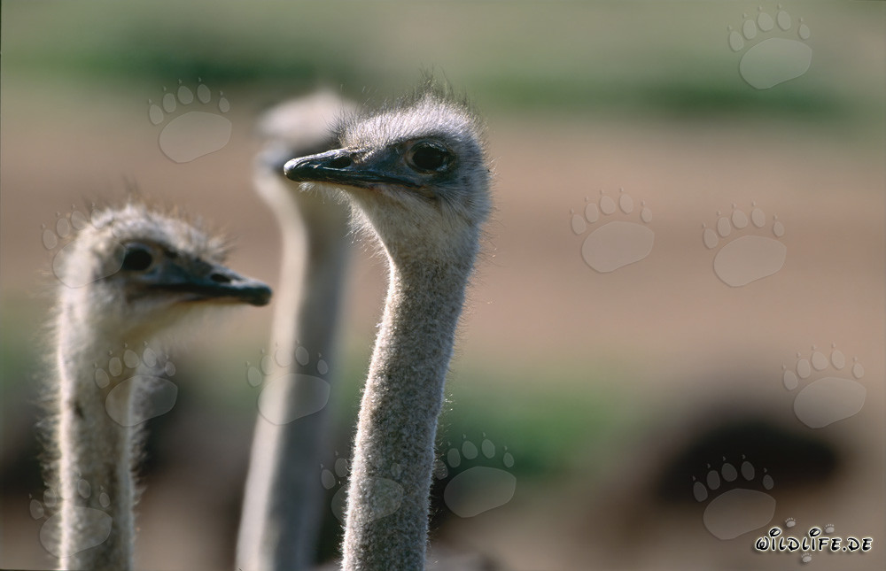 Riunione comune degli struzzi (Struthio camelus australis)
