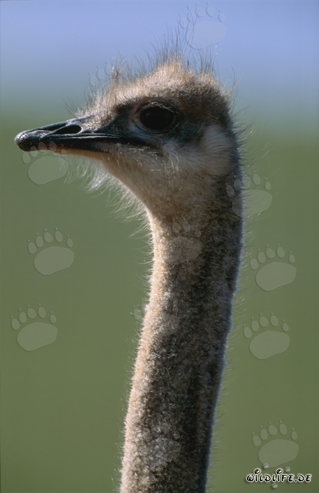 Autruche africano maestoso: re della savana