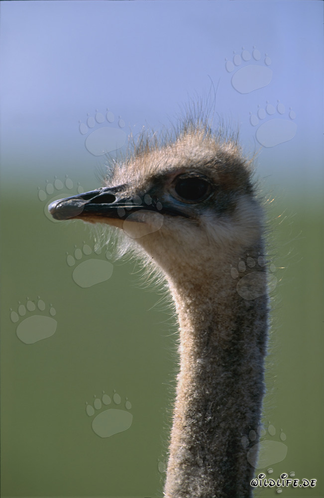 Majestic ostrich head portrait in the South African savannah